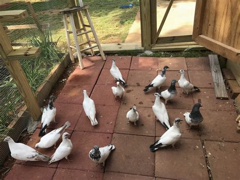 I have old and young racing homers and Afghan high flyers for sale, In good health just need to cut back, Pigeons for Sale - farm & garden - by owner - sale - craigslist CL. . Pigeons for sale craigslist
